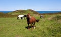 Wild Welsh Ponies Royalty Free Stock Photo