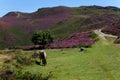 Wild Welsh Pony