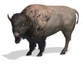 Wild West Bison Royalty Free Stock Photo