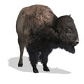 Wild West Bison Royalty Free Stock Photo