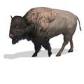 Wild West Bison Royalty Free Stock Photo