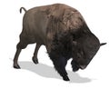 Wild West Bison Royalty Free Stock Photo