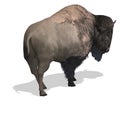 Wild West Bison Royalty Free Stock Photo