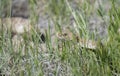 Wild Western Diamondback Rattlesnake Crotalus viridis in Tall Grass