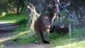 Western Grey Kangaroo