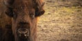 Wild Western Symbol - the American Bison (Bison bison Royalty Free Stock Photo