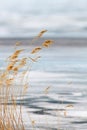 Wild wheat grass blowing in the wind on a frozen lake shore in the winter Royalty Free Stock Photo