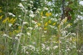 Wild White Aster Flowers and Goldenrods