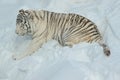 Wild white bengal tiger is playing on white snow. Animals in wildlife. Royalty Free Stock Photo