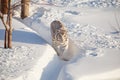 Wild white bengal tiger is walking on a white snow Royalty Free Stock Photo