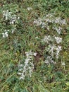 Wild White Bunching Flowers in Nature