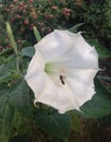 Wild white calla and bee Royalty Free Stock Photo