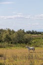 Wild White Camargue horse & x28;Camarguais& x29; eating grass in wetlands of Parc Regional de Camargue - Provence, France Royalty Free Stock Photo