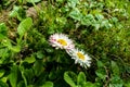 Wild white chamomile flowers on a background of green grass Royalty Free Stock Photo