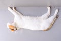 Wild white color cat stretch oneself and gape Royalty Free Stock Photo