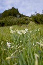 Wild white daffodil field. Narcissus. Royalty Free Stock Photo