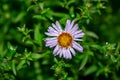 Wild white daisy flower on a meadow blurred background. Photo nature. Royalty Free Stock Photo