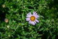 Wild white daisy flower on a meadow blurred background. Photo nature. Royalty Free Stock Photo