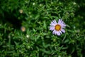 Wild white daisy flower on a meadow blurred background. Photo nature. Royalty Free Stock Photo