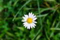 Wild white daisy flower on a meadow blurred background Royalty Free Stock Photo