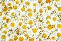 Wild white daisy flowers background, white chamomiles, common daisy, dog daisy, daisies, oxeye daisy Royalty Free Stock Photo