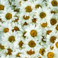 Wild white daisy flowers background, white chamomiles, common daisy, dog daisy, daisies, oxeye daisy Royalty Free Stock Photo