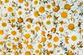 Wild white daisy flowers background, white chamomiles, common daisy, dog daisy, daisies, oxeye daisy Royalty Free Stock Photo