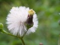 Wild white dandelion flower blooming with isolated blurred background Royalty Free Stock Photo