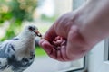 A wild white dove sits on the window and eats from the hands of man. Photo close up. The concept of trust, friendship and help