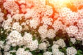 Wild white flower bushes at sunrise