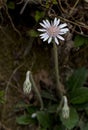 Wild white flower on dark blur background