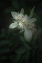 Wild white flower in dark forest.Low key and macro photography Royalty Free Stock Photo