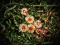 Wild white flower with golden color