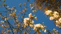 Wild White Flower in New Zealand.