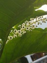 Wild white flowers amongst leaves in garden