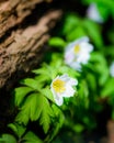 Wild white flowers blossoming in woodland in scandinavia forest of gothenburg sweden Royalty Free Stock Photo