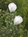 Wild white flowers in a branch