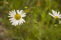 Wild white flowers chamomiles in the green grass Royalty Free Stock Photo