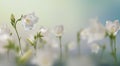 Wild white flowers and green grass Royalty Free Stock Photo