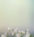 Wild white flowers and green grass Royalty Free Stock Photo