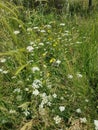Wild white flowers among the green grass Royalty Free Stock Photo