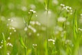 Wild white flowers grow in spring green grass Royalty Free Stock Photo