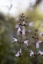 Wild flowers macro salvia fruticosa lamiaceae fifty megapixels printables art