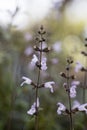 Wild flowers macro salvia fruticosa lamiaceae fifty megapixels printables art