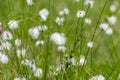 Wild white flowers on the meadow. EriÃÂ³phorum/ cotton grass Royalty Free Stock Photo