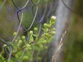 wild white flowers through a mesh fence in summer, Russia Royalty Free Stock Photo