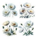 Wild white flowers Poppies pink red set isolated on white background. Watercolor