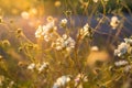 Wild white flowers in sun meadow. Royalty Free Stock Photo