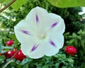 Wild white hedge bindweed flower with purple star shape inside