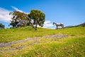 Wild white horse Royalty Free Stock Photo